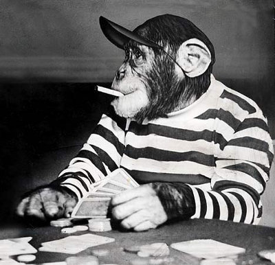 Обезьяна (шимпанзе) играет в покер